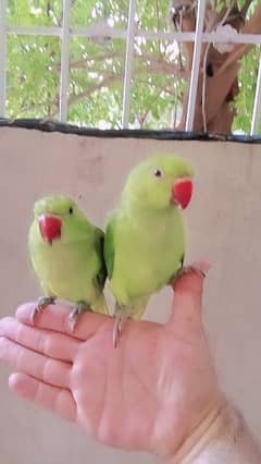 03435131048 Green ringneck parrots handtame pair