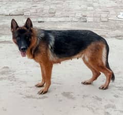 german shepherd female near heat black mask