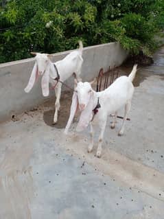 gulabi bakri