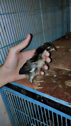 chick