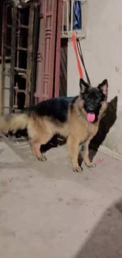 gsd dog male