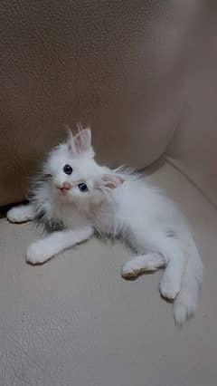 Persian triple coated kitten full active and play full