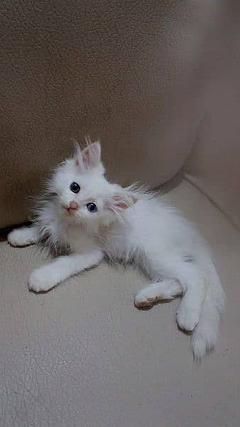 Persian triple coated kitten full active and play full 6