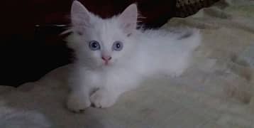 Persian triple coated kitten full active and play full