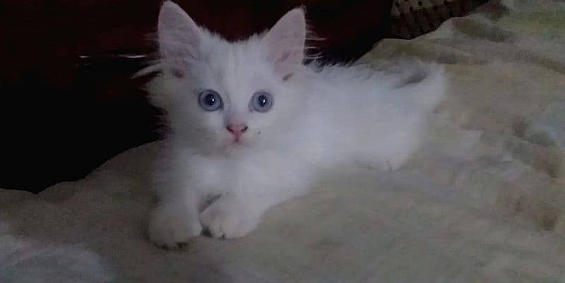 Persian triple coated kitten full active and play full 5