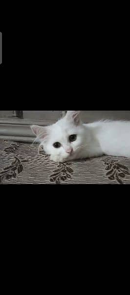 Persian triple coated kitten full active and play full 9