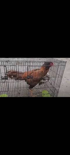 Aseel Rooster for sale