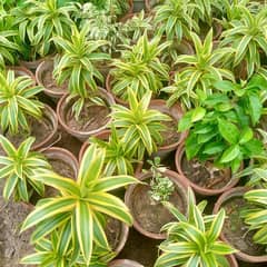 all kinds of plants, flowers and nursery item available