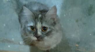 age 2 years female cat breed parsian