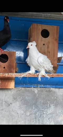 Fancy pigeons for sale contact 0\3/0/0/8//2/6/4//6/6/0