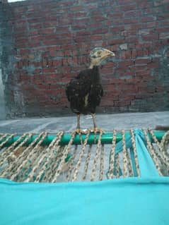 sindhi aseel chicks jori for sale in gujranwala