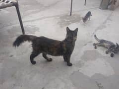 Nice breed cat with 3 kittens of 40, 45 day's old