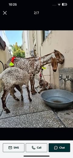 makhi cheeni with two kid