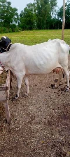 cow