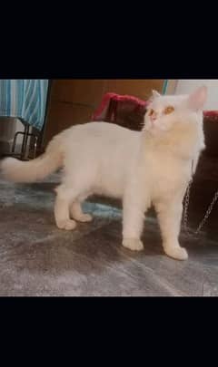yellow eyes beautiful persian male cat for sale