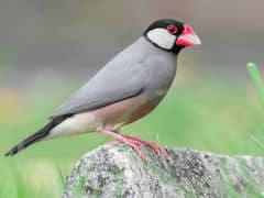 java finch