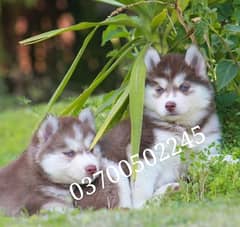 husky puppies 03700502245