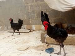 Australorp hens