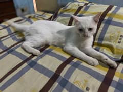 White cat for adoption