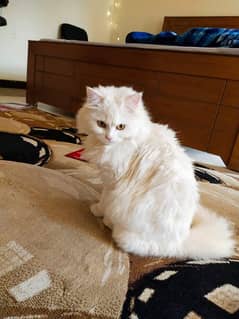 Pure Persian Female cat