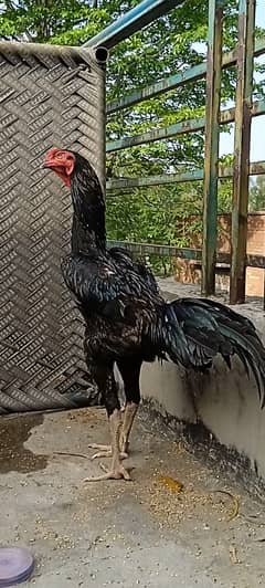 Jet Black OH Shamo chicks available for sale