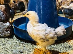 Golden|Misri|Pathi|female|Chicks|Desi egg laying hen| Murgi|chuzay
