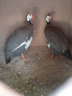 Domestic Guineafowl