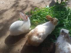 jambo size rabbits in cheap price