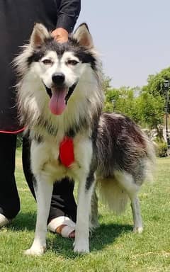 cyberian husky male 8 month full train for sale