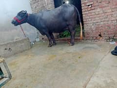 buffalo my number 03006195802.03166195204