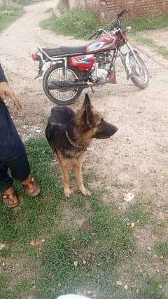 German Shepherd female