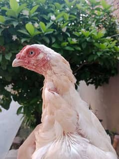 amroha lasni cocoo and white hera chicks and adult pairs avalible