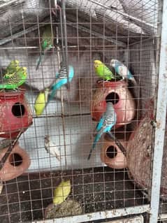 Australian parrotS with cage