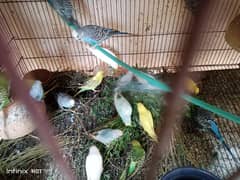 budgies parrot urgent sale