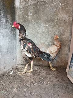 breeder pair of high quality mianwali aseel for salw