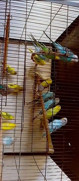 budgie 1