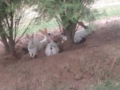 Rabbit breader female or 4 adults