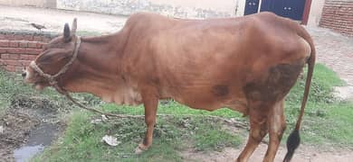 cow for sale