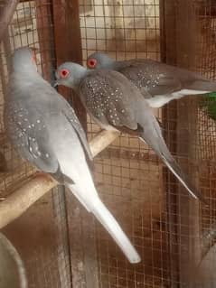 Best Quality RED dove,Silver Diamond Blue Dove