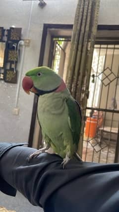 raw Perot fully friendly bird healthy and active 0%biet