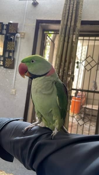 raw Perot fully friendly bird healthy and active 0%biet 0