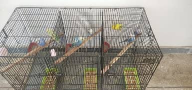 Hogoromo budgies (03315282233)