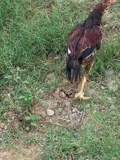 aseel chicks  pair bht achi nasal ka hn