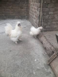 silkie pair and chicks