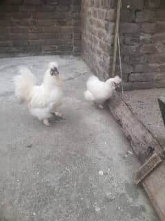 silkie