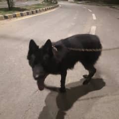 Belgian Shepherd for sale