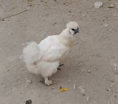 silkie