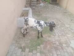 makhi chini / Goat / Bakri / Goat pair / bakry / for sale