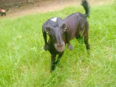 Black  Baby bakri |  goat | bachi ha