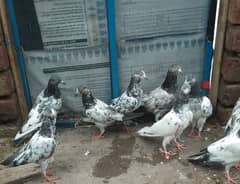 hjgh quality babay pigeons